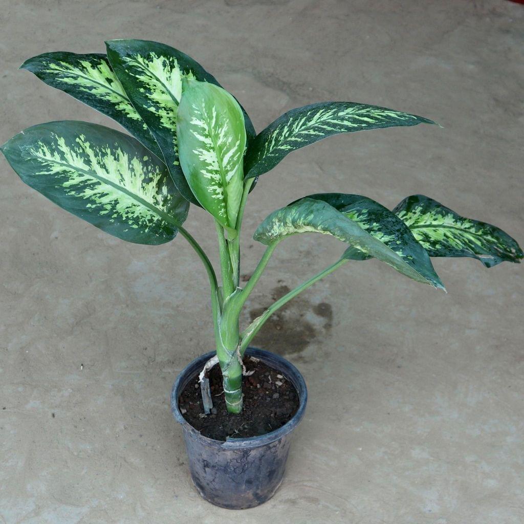 Dieffenbachia Bush in 8 Inch Nursery Pot