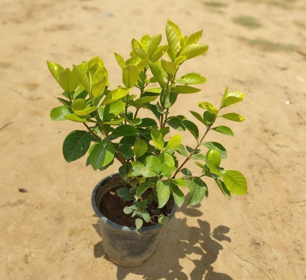Gandharaj Plant (any colour) in 8 Inch Nursery Pot