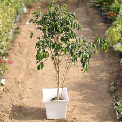 Buy Ficus black in 12 Inch Classy White Square Plastic Pot Online | Urvann.com