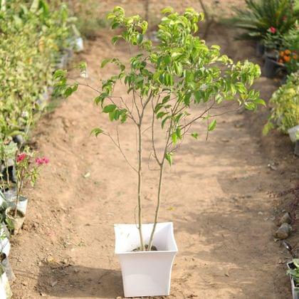 Buy Ficus benjimina in 12 Inch Classy White Square Plastic Pot Online | Urvann.com
