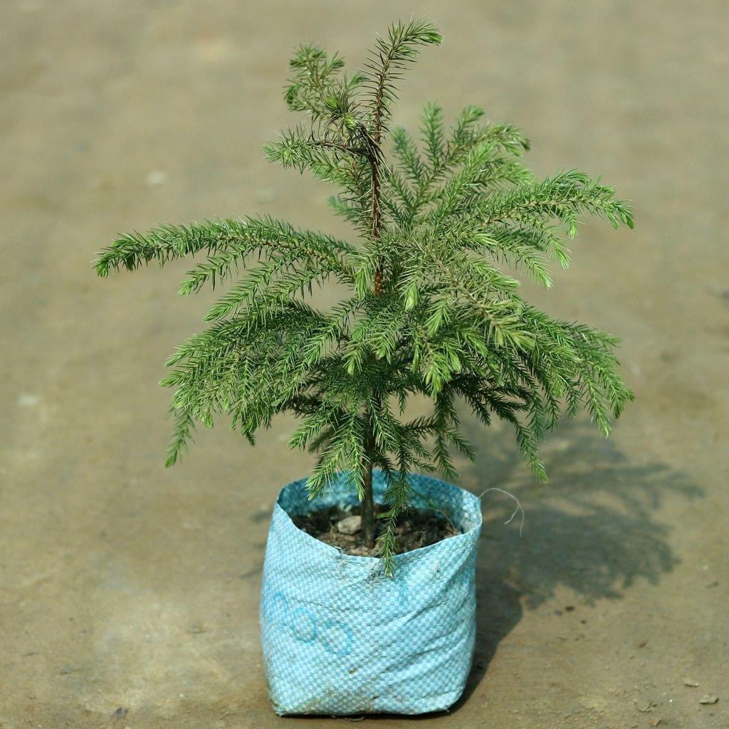 Araucaria / Christmas Tree in 5 Inch Nursery Bag