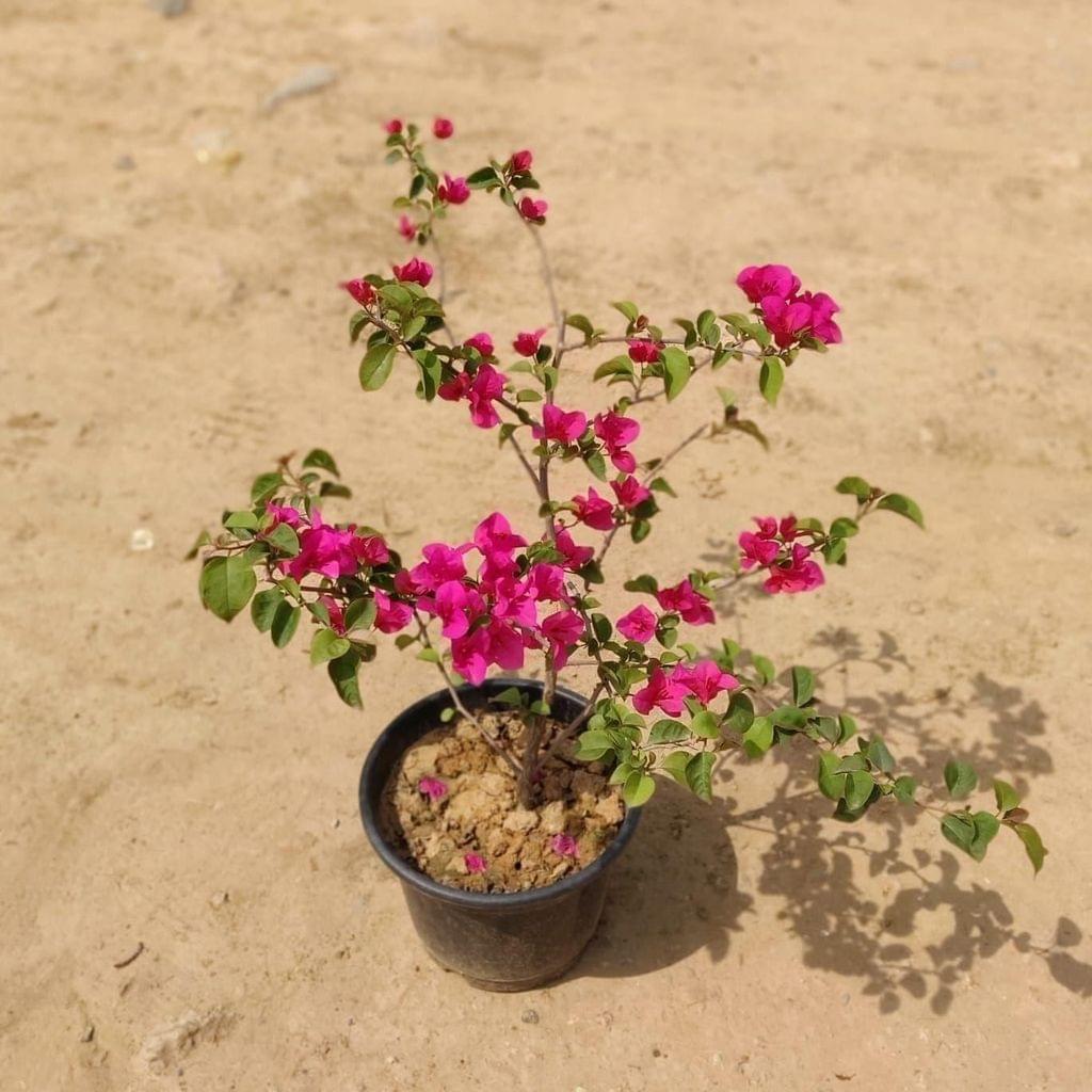 Bougainvillea Pink In 10 Inch Nursery Pot