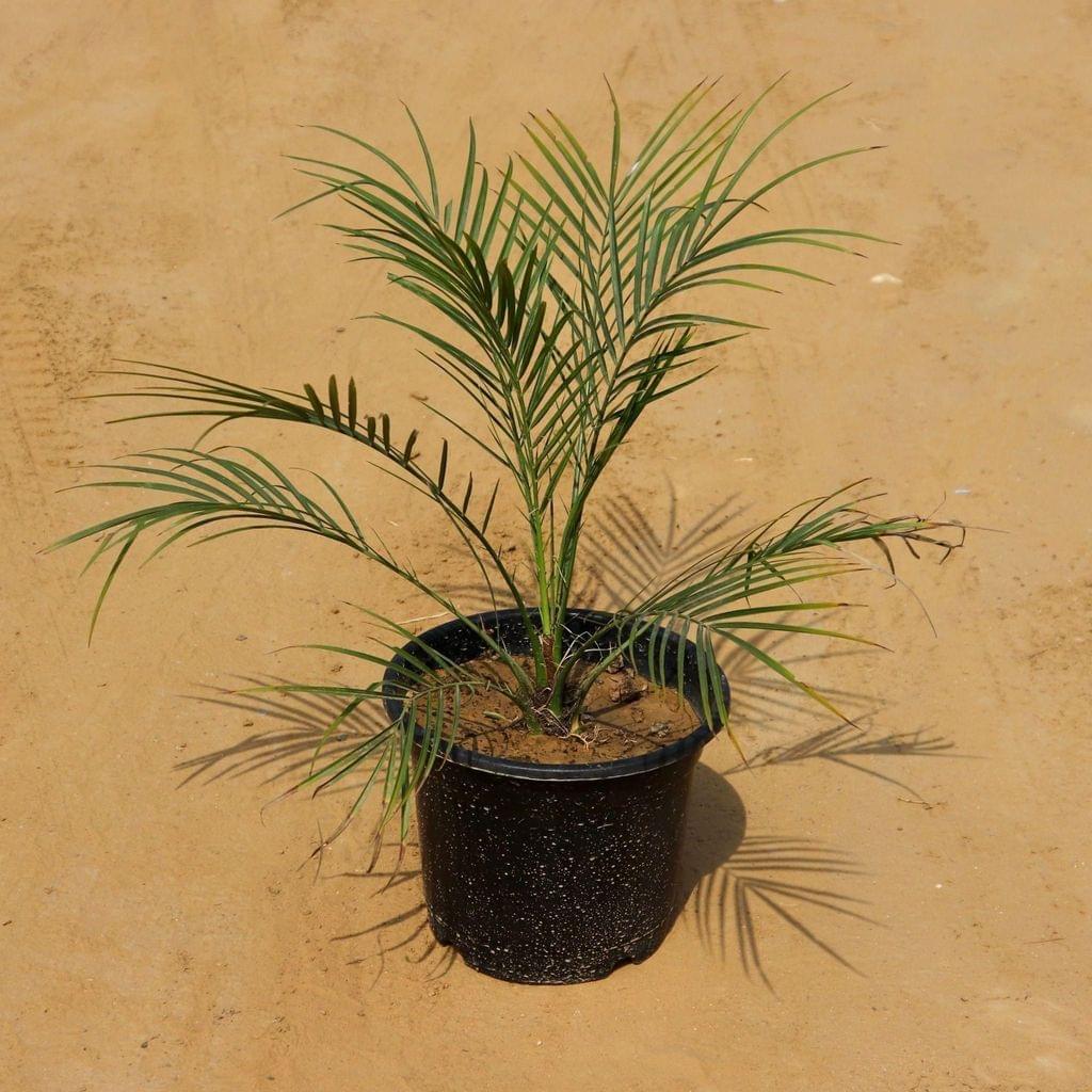 Phoenix palm 8 inch pot