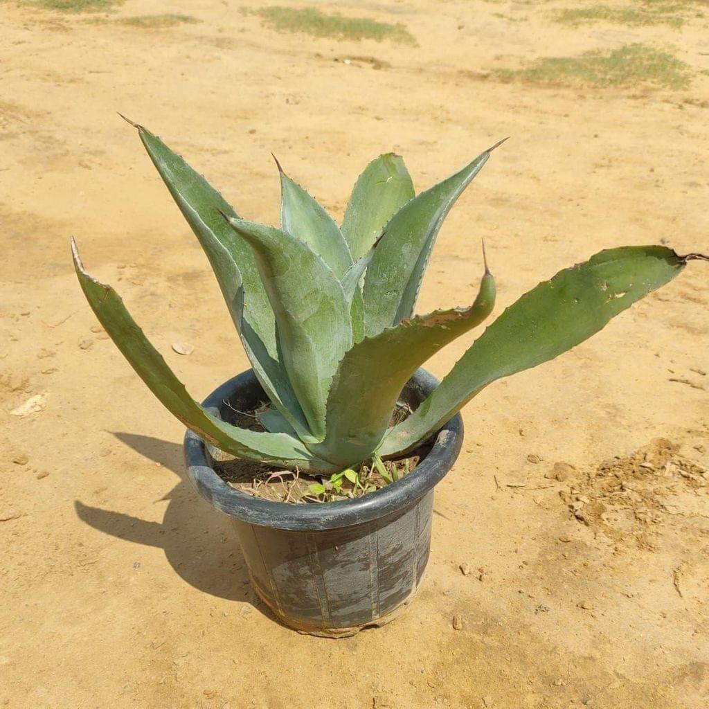 Agave Salmiana in 6 Inch Nursery Pot