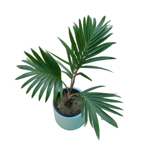 Champion Palm in 12 Inch Classy White Fiberglass planter