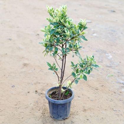 Buy Ficus Starlight in 8 Inch Plastic Pot Online | Urvann.com