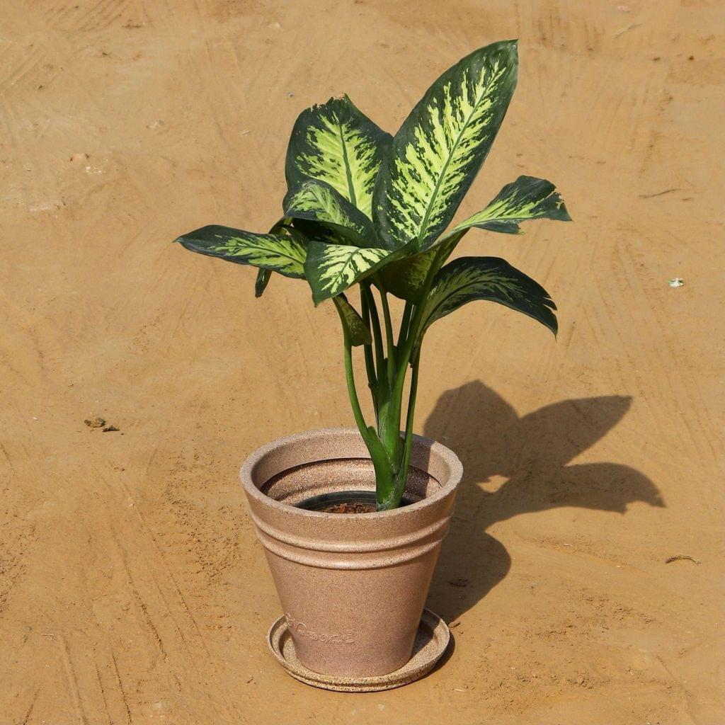 Dieffenbachia Bush in 12 Inch High Quality Grooved Beige Polymer Planter with Tray