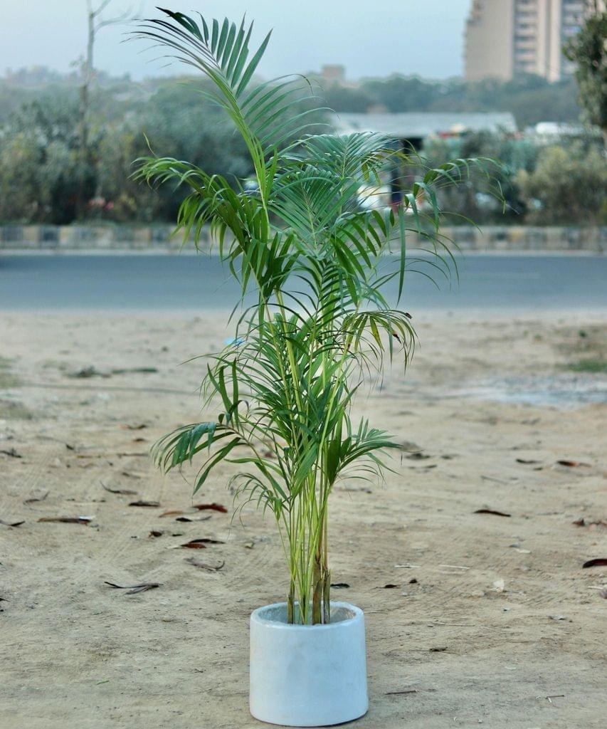 Large Areca Palm (~5ft) in 12 Inch Fiberglass Cylinder Planter