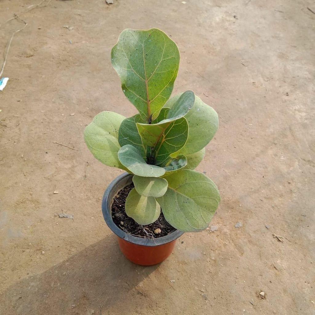 Fiddle Leaf Fig- 4 Inch Nursery Pot