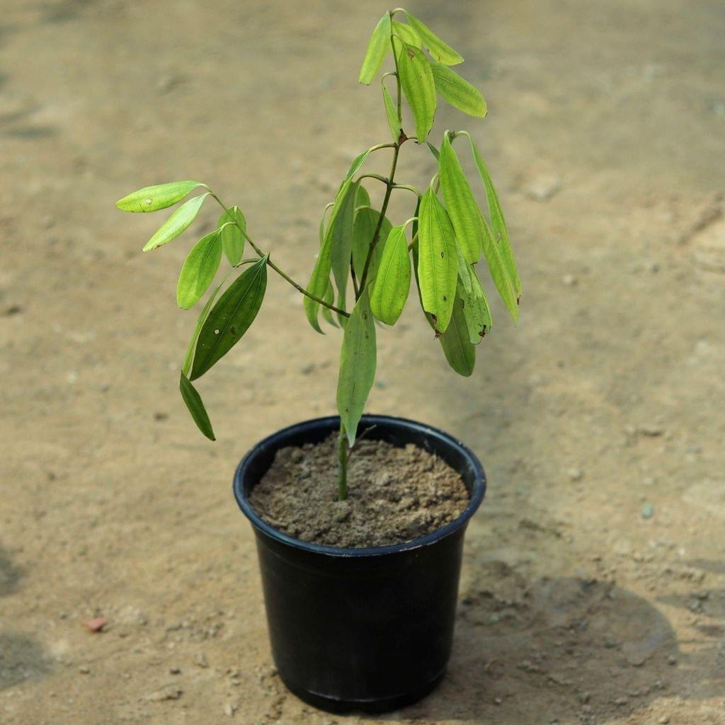 Tej Patta / Bay Leaf in 6 Inch Nursery Pot