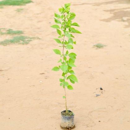 Buy Belpatra in 7 Inch Nursery Bag Online | Urvann.com
