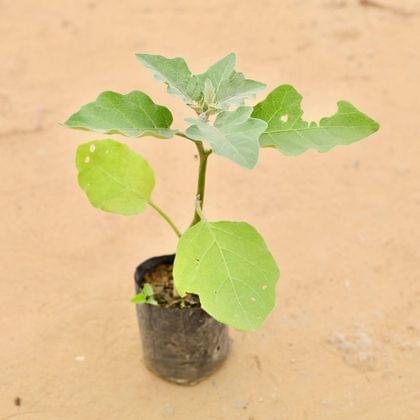 Buy Bagain / Brinjal / Eggplant in 5 Inch Nursery Bag Online | Urvann.com