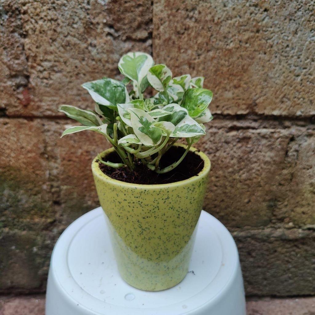 Money Plant Njoy in 4 Inch Ceramic Pot