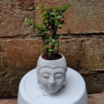 Buy Lucky Jade in 4 Inch Buddha Ceramic Planter Online | Urvann.com