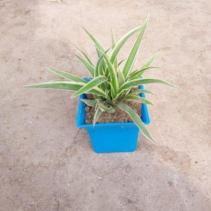 Buy Spider Plant in 4 Inch Elegant Square Plastic Pot (any colour) Online | Urvann.com
