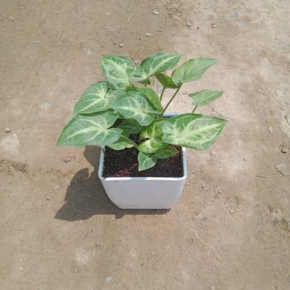 Buy Syngonium Green Sapling in 3 Inch White Classy Square Plastic Pot Online | Urvann.com