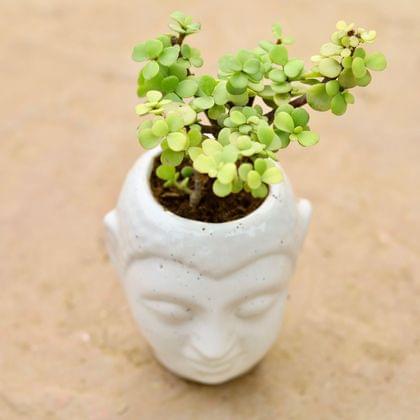 Buy Jade in 3 Inch White Buddha Designer Ceramic pot Online | Urvann.com