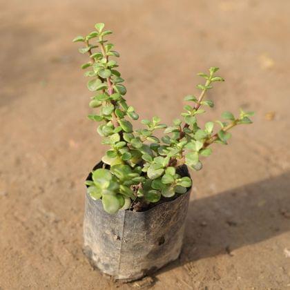 Jade in 3 Inch Nursery Bag