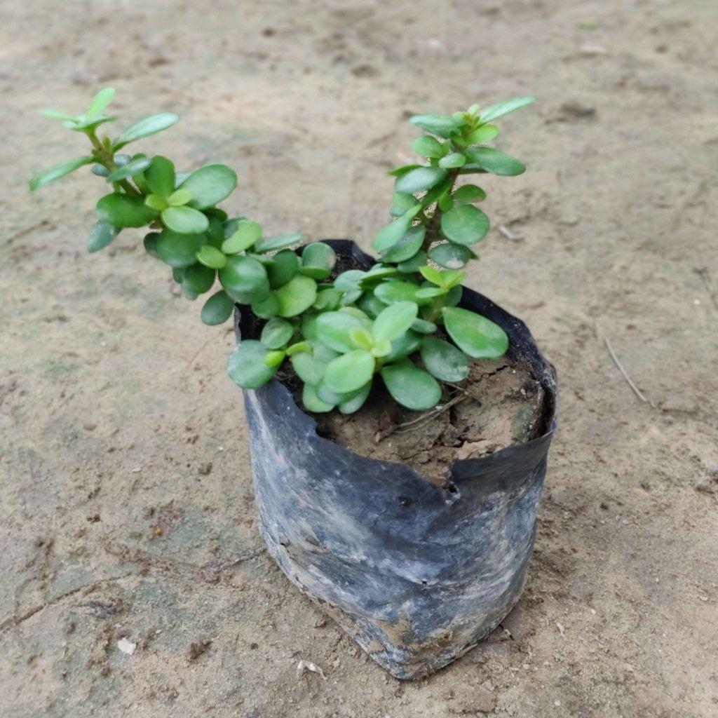Jade Plant in 4 inch Nursery Bag