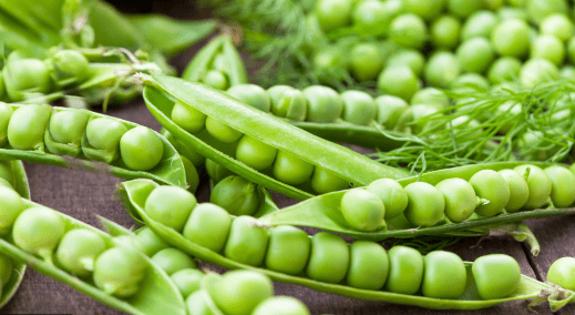 Peas Seeds - Excellent Germination