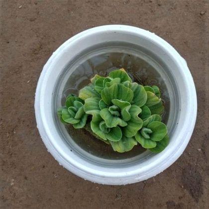 Buy Water Cabbage in 6 Inch White Plastic Pot Online | Urvann.com