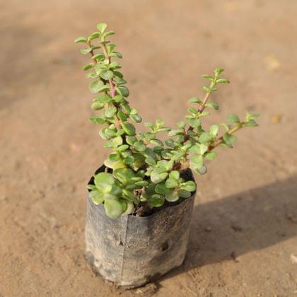 Buy Jade Plant in 4 Inch Nursery Bag Online | Urvann.com