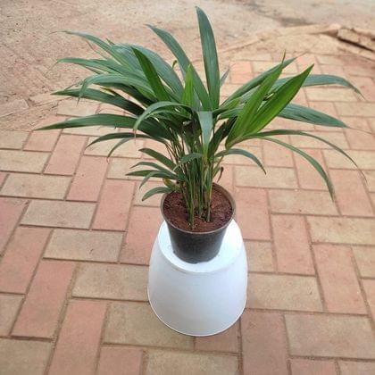 Buy Areca Palm (~ 1 Ft ) in 5 Inch Plastic Pot Online | Urvann.com