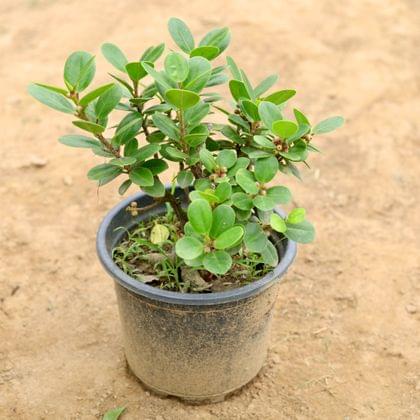Buy Ficus Long Island Bonsai in 8 Inch Plastic Pot Online | Urvann.com