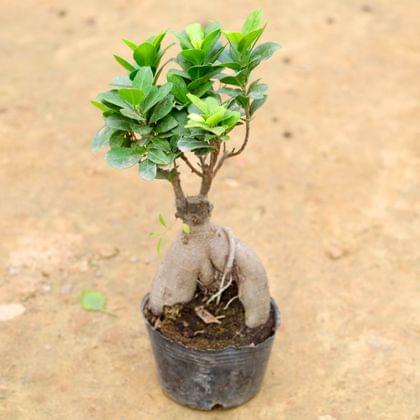 Buy Ficus Bonsai (~ 200 Gm) in 4 Inch Plastic Pot Online | Urvann.com