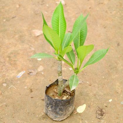 Buy Champa  in 4 Inch Nursery Bag Online | Urvann.com