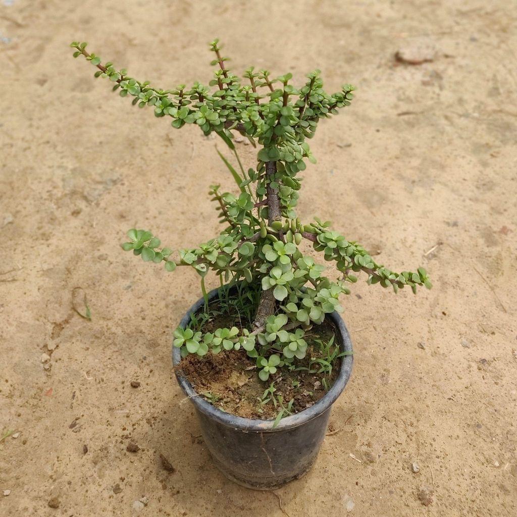 Jade Plant in 6 Inch Nursery Pot