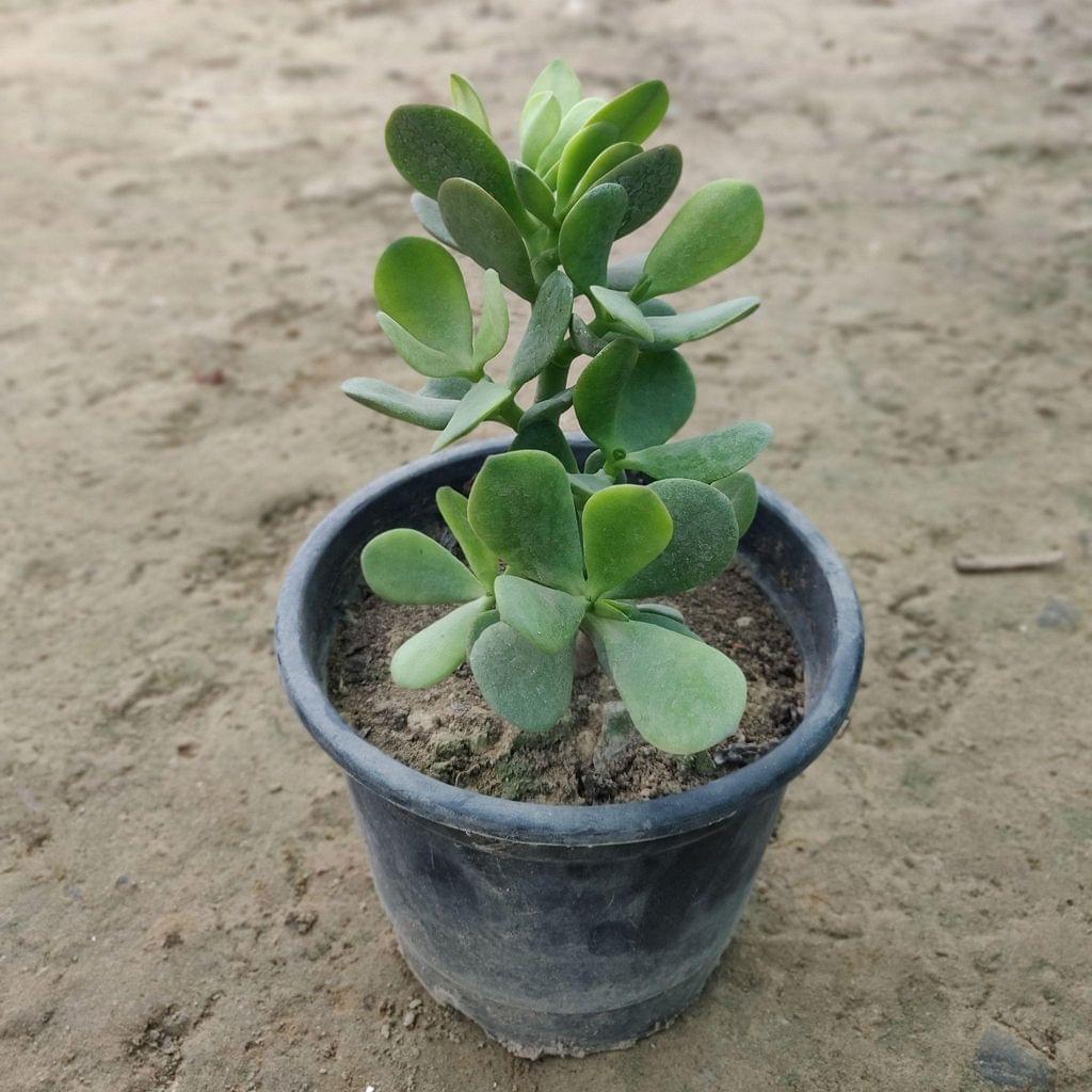 Crassula in 6 Inch Nursery Pot