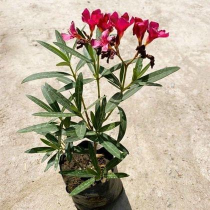 Buy Oleander / Kaner Pink in 5 Inch Nursery Bag Online | Urvann.com