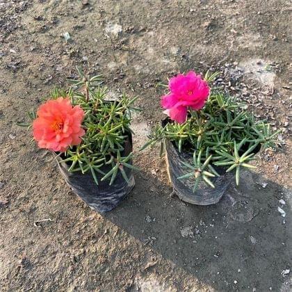 Buy Set of 2 - Portulaca Moss Rose (Any Colour) In 3 Inch Nursery Bag Online | Urvann.com