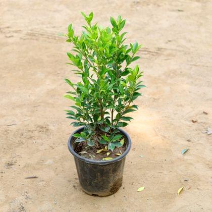 Buy Ficus Green (~ 1.5 Ft) in 8 Inch Plastic Pot Online | Urvann.com