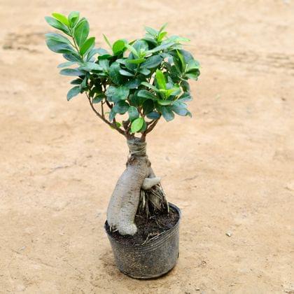 Buy Ficus Bonsai ~ 300 Gm in 6 Inch Plastic Pot Online | Urvann.com