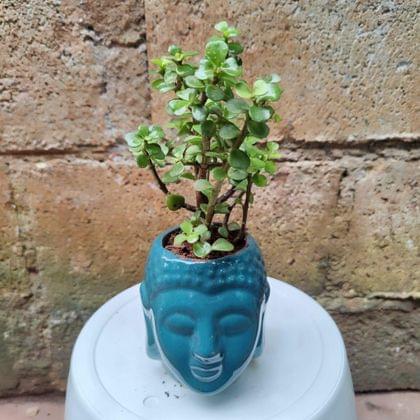 Buy Buddha Jade in 6 Inch Buddha Designer Ceramic Pot Online | Urvann.com