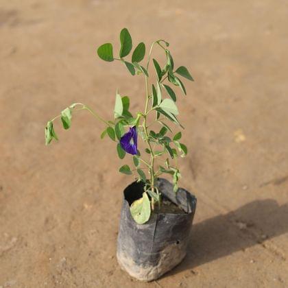 Buy Aparajita Blue in 4 Inch Nursery Bag Online | Urvann.com