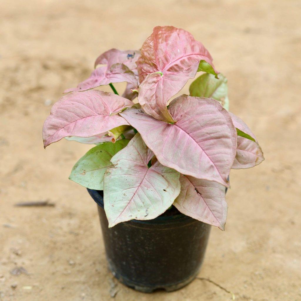 Pink Syngonium Dwarf in 3.5 Inch Nursery Pot