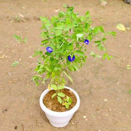 Buy Aparajita (any colour) in 6 Inch White Classy Plastic Pot Online | Urvann.com