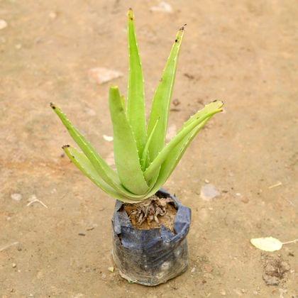 Buy Aloe Vera  in 4 Inch Nursery Bag Online | Urvann.com