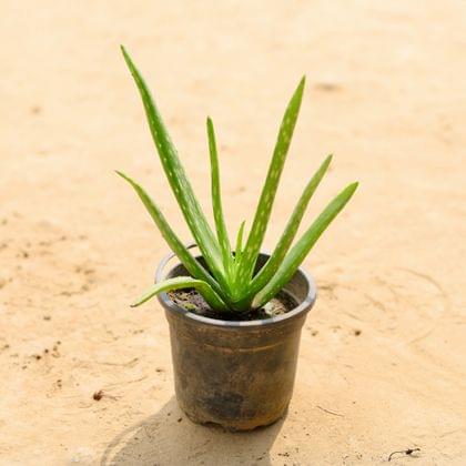 Buy Aloe Vera in 5 Inch Plastic Pot Online | Urvann.com