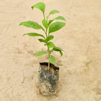 Buy Bel Patra in 4 Inch Nursery Bag Online | Urvann.com