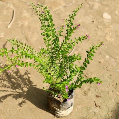 Buy Cuphea / False Heather (any colour) in 4 Inch Nursery Bag Online | Urvann.com