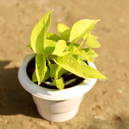 Buy Golden Money Plant in 6 Inch Classy White Plastic Pot Online | Urvann.com