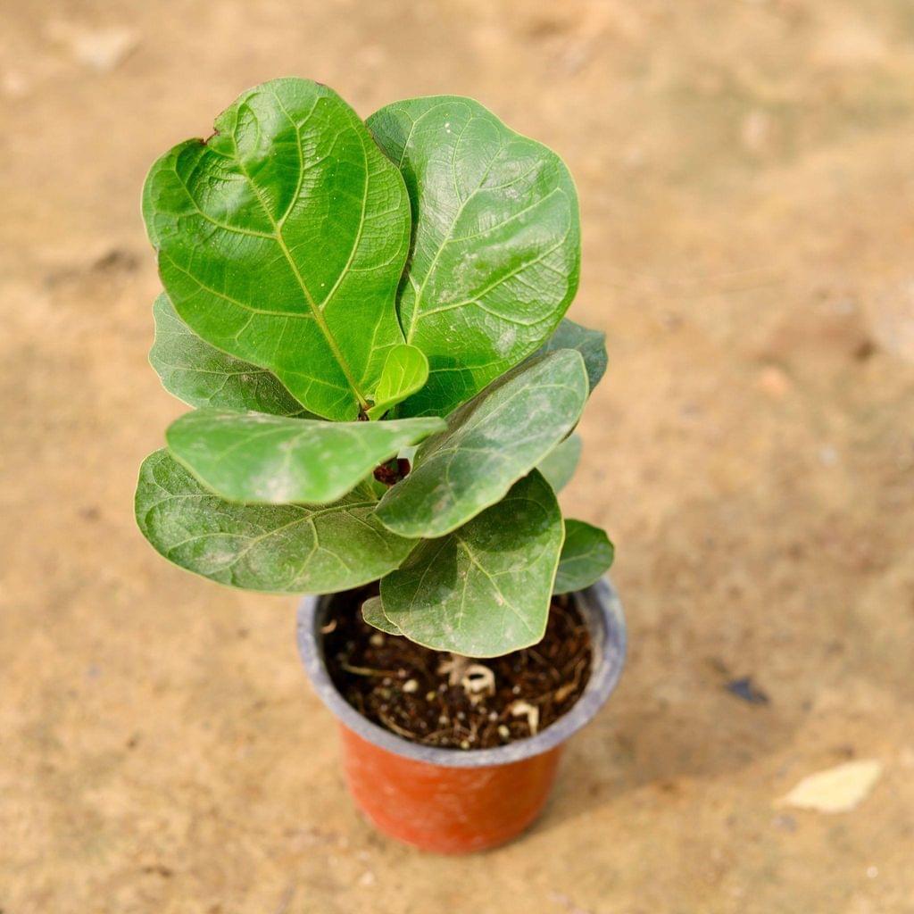 Fiddle Leaf Fig / Ficus Lyrata in 4 Inch Nursery Pot