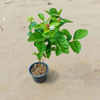 Buy Mogra Jasmine (any colour) in 6 Inch Plastic Pot Online | Urvann.com