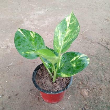 Money Plant Green in 4 Inch Nursery Pot