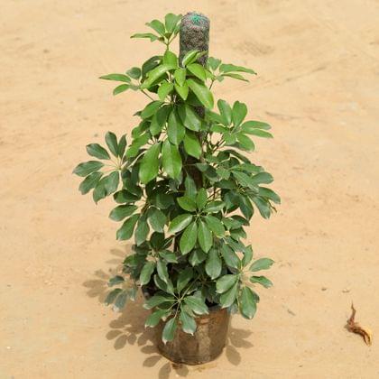 Buy Schefflera Green With 2 Ft Moss Stick in 10 Inch Nursery Pot Online | Urvann.com