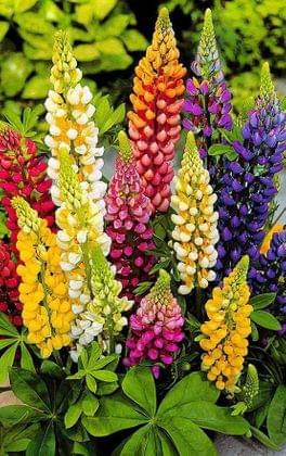 Buy Lupin Mixed Seeds - Excellent Germination Online | Urvann.com